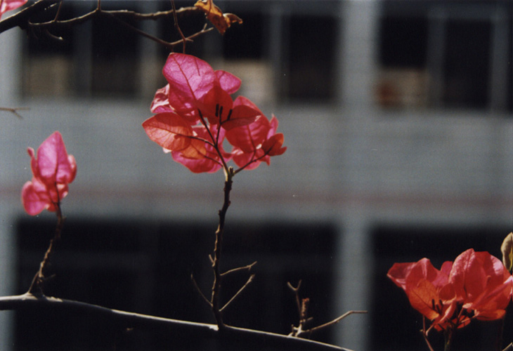 Azalea 摄影 凤舞神州