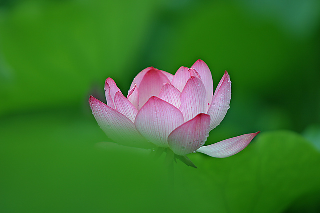 清秀雨荷 摄影 宁波海风