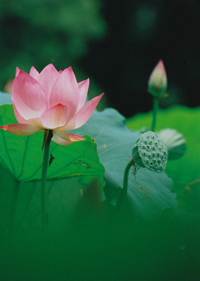 娇容三变 摄影 秋日思雨