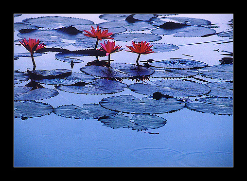 雨荷 摄影 w7308