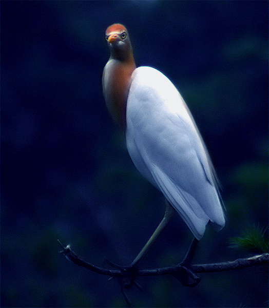 傲气的公主(伯爵） 摄影 pigeon