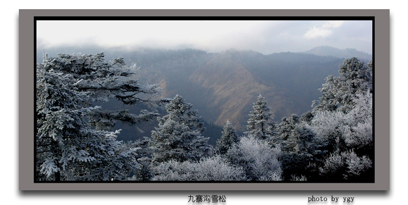 九寨沟雪松 摄影 岳公颖