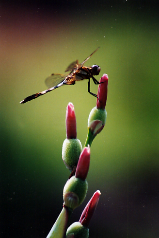 蜻蜒 摄影 qinjiangyu