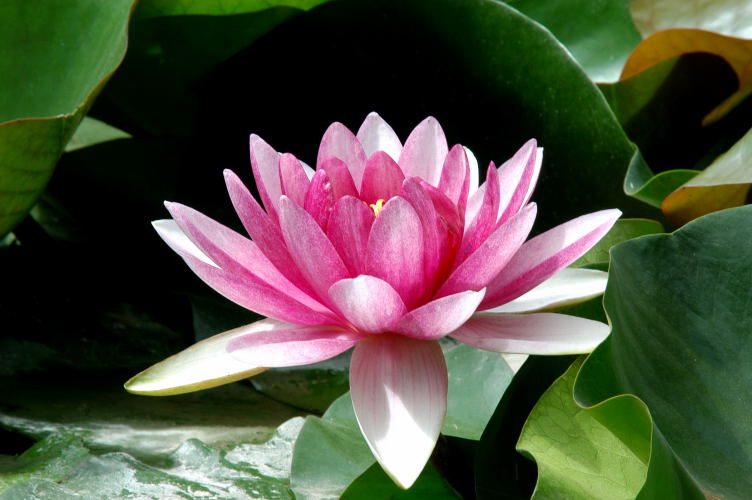 睡莲 摄影 guozhy