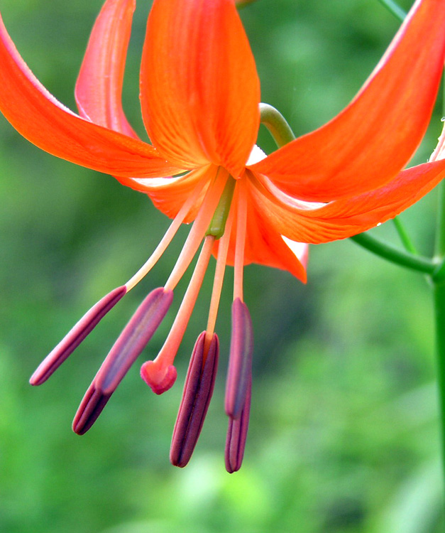 百合花 摄影 落叶有声