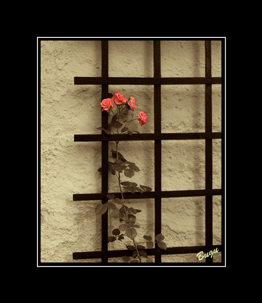 rose on the wall 摄影 Maple Leaf