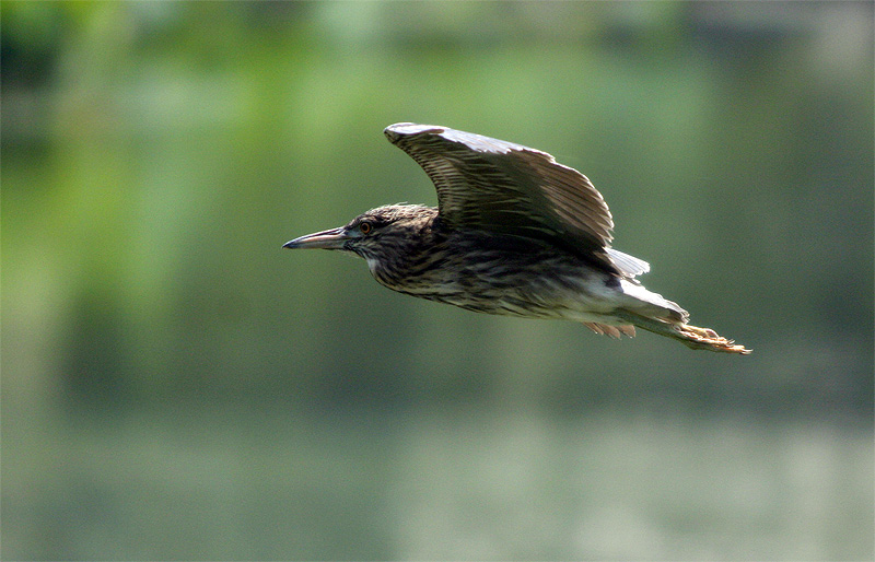 箭飞 摄影 pigeon