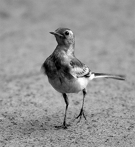 稚气 摄影 pigeon