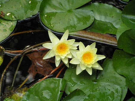 并蒂莲 摄影 boni