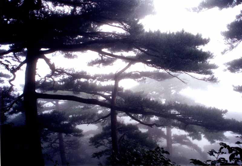 雾松 摄影 山城老山羊