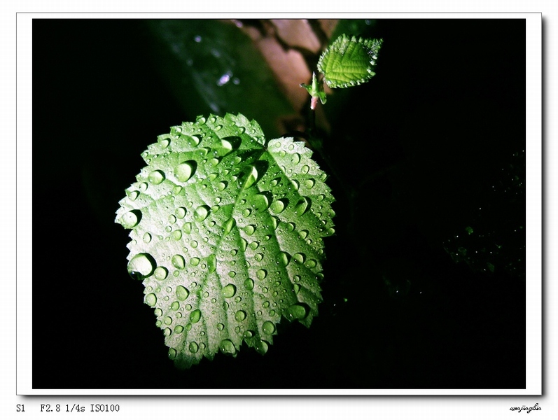 雨后新叶 摄影 景缤