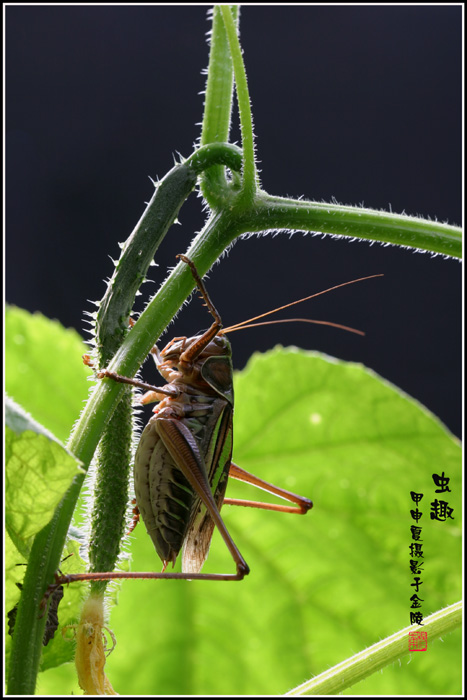 虫趣 摄影 荷塘清风