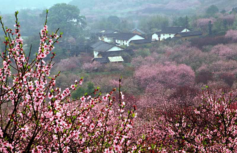 桃花源 摄影 wei