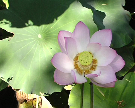 菏塘 花色 摄影 原色