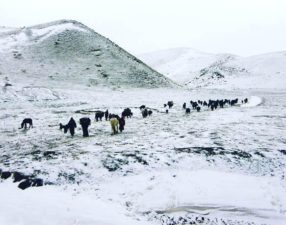 雪.牧 摄影 渣渣