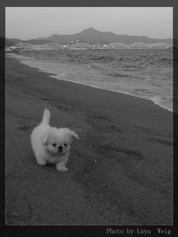 海滩漫步 摄影 陆雨