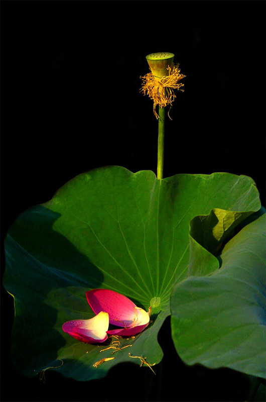 无可奈何花落去 摄影 鹰渡寒潭