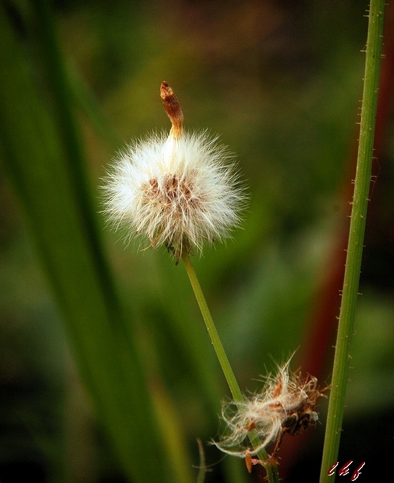 小草残花 摄影 lhf