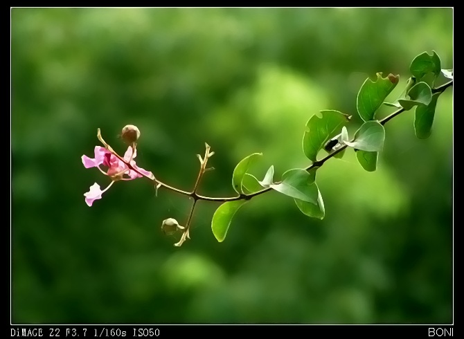 阳光午后 摄影 boni