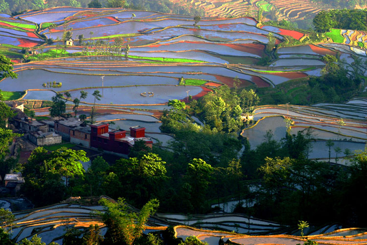 元阳春景 摄影 鹰渡寒潭