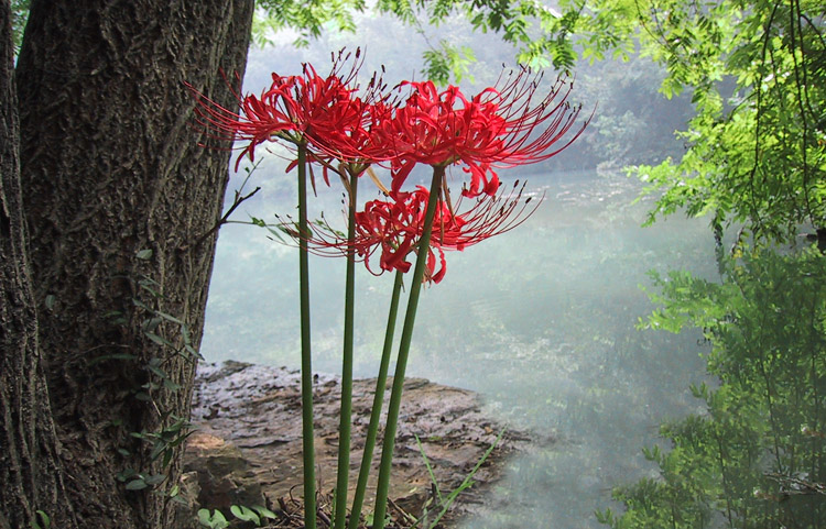 山林里的花--石蒜花(二) 摄影 走进大自然