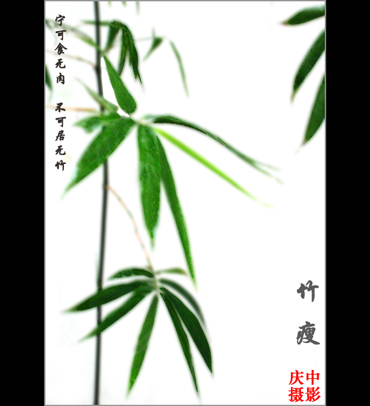 竹瘦 摄影 庆中