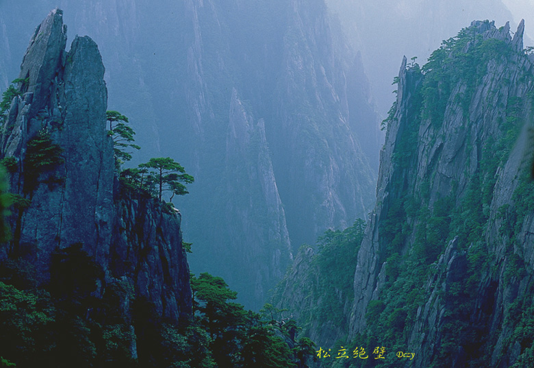 黄山松之四(大好河山庆祝国庆) 摄影 到处转悠