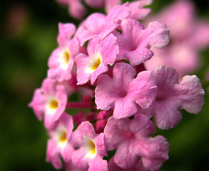 争艳 摄影 芜湖