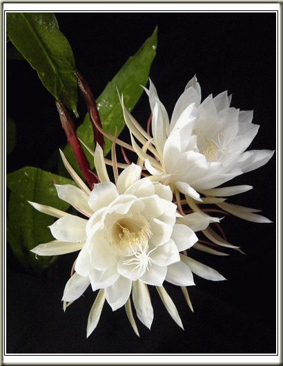 并蒂争艳（昙花） 摄影 点军将