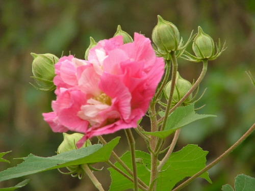 秋天的芙蓉 摄影 李嗣斌