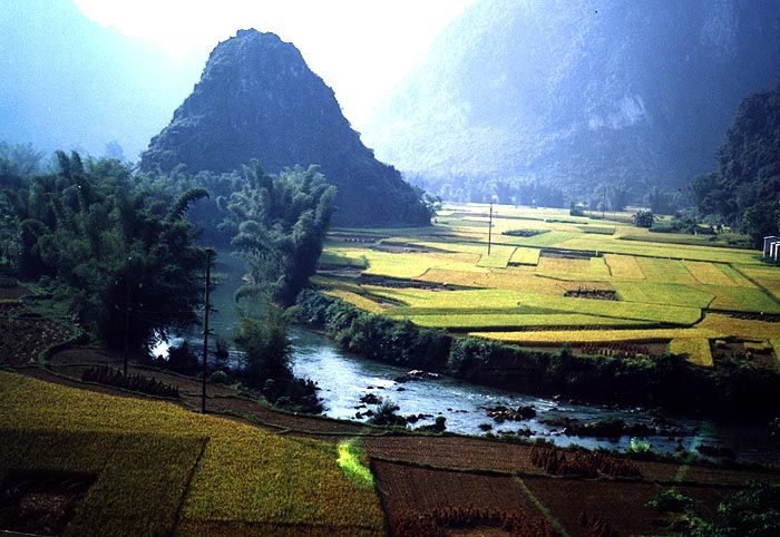 田园 摄影 红叶枫树林