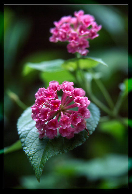 绣球花 摄影 天冷