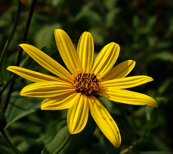 小黄花 摄影 geyin