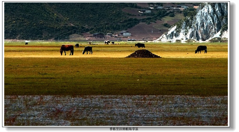 香格里拉纳帕海草原 摄影 清风超影