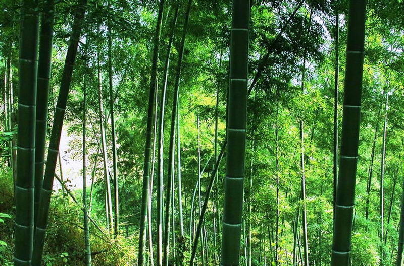 竹韵 摄影 神岗山人