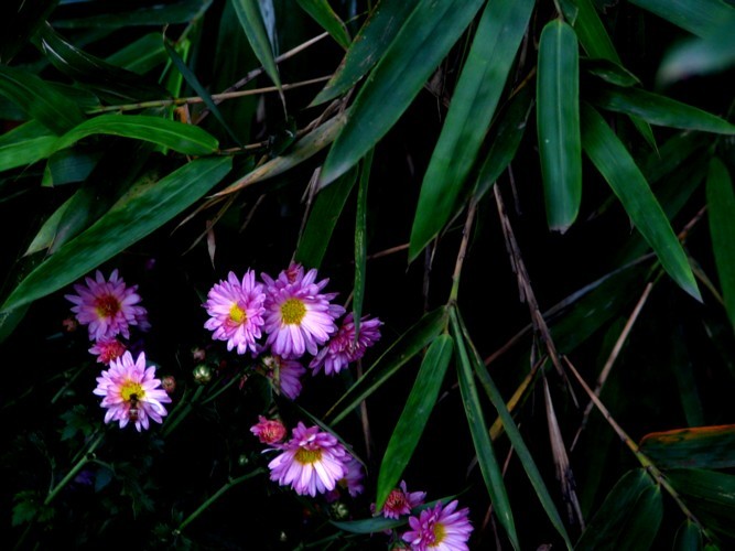 小紫菊 摄影 海波湛蓝