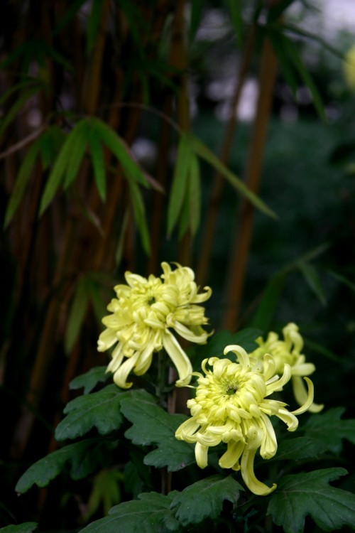 清竹  雅菊 摄影 海波湛蓝