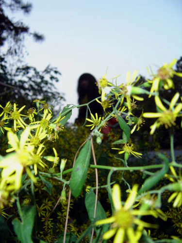 花朵 摄影 龙卷风暴