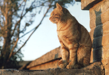 塞北的猫 摄影 Harleyzhang