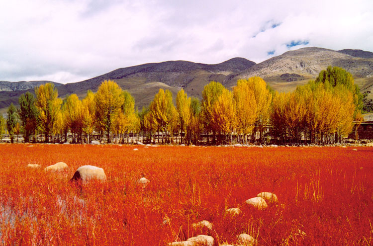 稻城红草地 摄影 与世无争