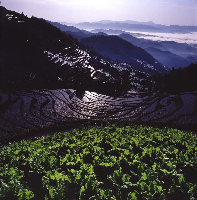 梯田 摄影 李大嘴