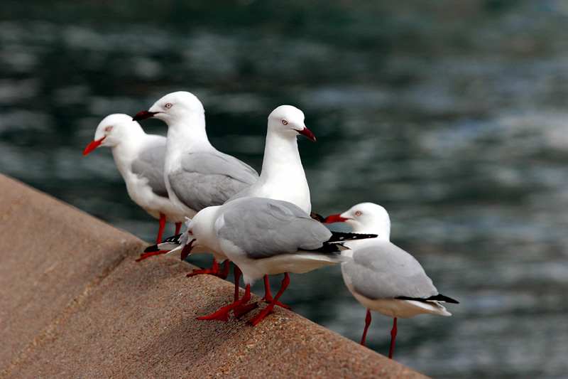 五姐妹 摄影 pigeon