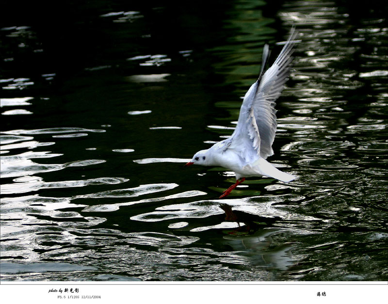 海鸥 摄影 新光影