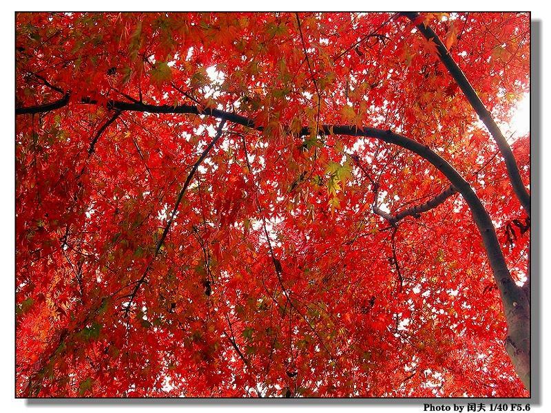 霜叶红似二月花 摄影 村夫