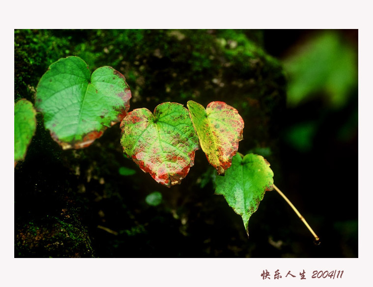 雨侵坏瓮新苔绿，秋入横林数叶红 摄影 klrs