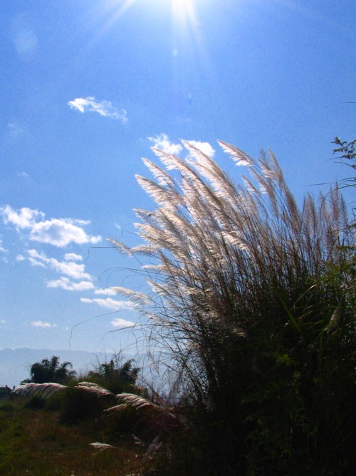 秋的芦苇 摄影 海波湛蓝