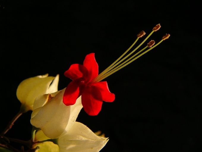 花蕊 摄影 峡山