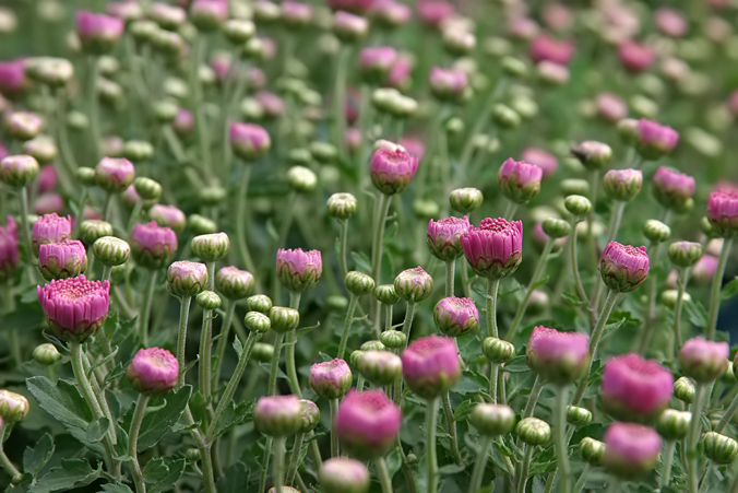 雏菊 摄影 八卦山人