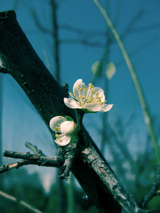 冬日梨花 摄影 乡村树