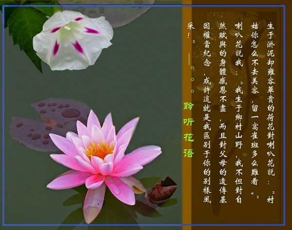 聆听花语 摄影 zhangjian